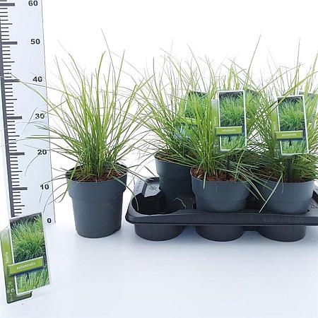 Sesleria autumnalis Pot 2 liter 25-30cm
