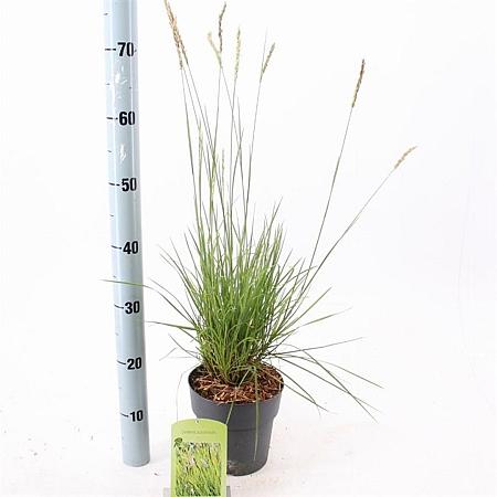 Sesleria autumnalis Pot 2 liter 25-30cm
