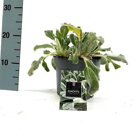 Stachys byzantina 'Silver Carpet' Pot 2 Liter