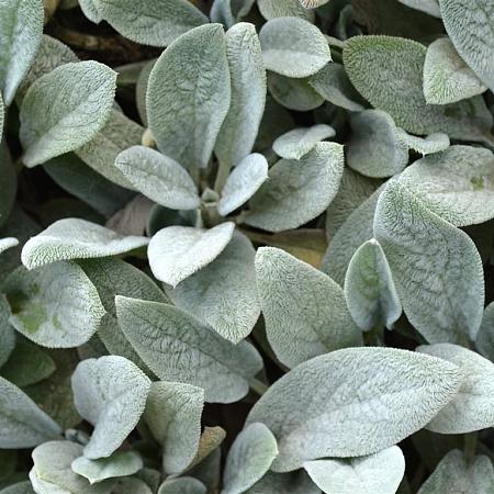 Stachys byzantina 'Silver Carpet' Pot 2 Liter