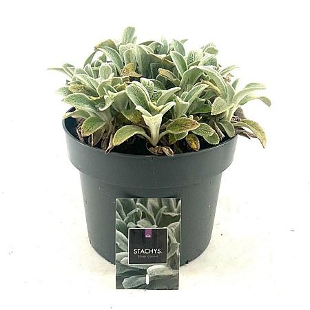 Stachys byzantina 'Silver Carpet' Pot 5 Liter 