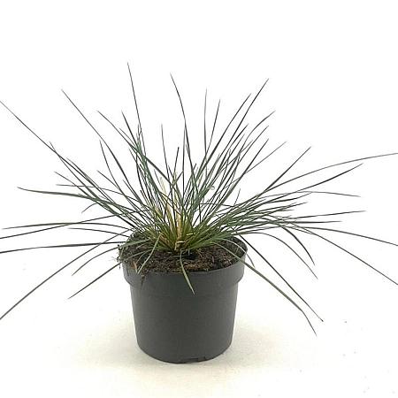 Stipa gigantea Pot 2 Liter