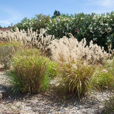 Stipa gigantea Pot 2 Liter
