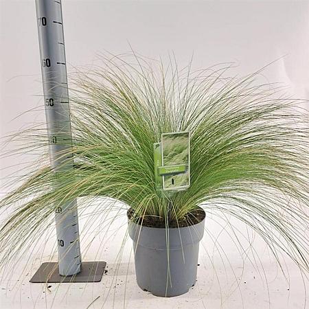Stipa tenuissima 'Ponytails' Pot 6,5 Liter 