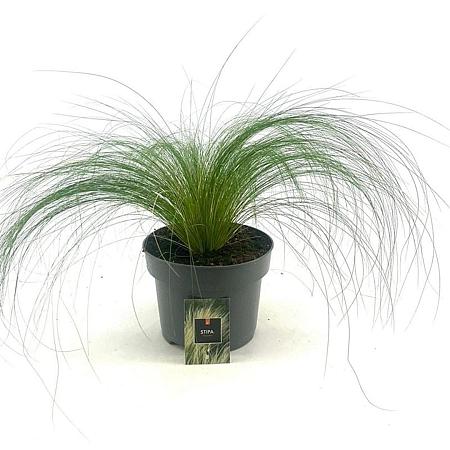 Stipa tenuissima 'Ponytails' Pot 5 Liter 20 - 40 cm