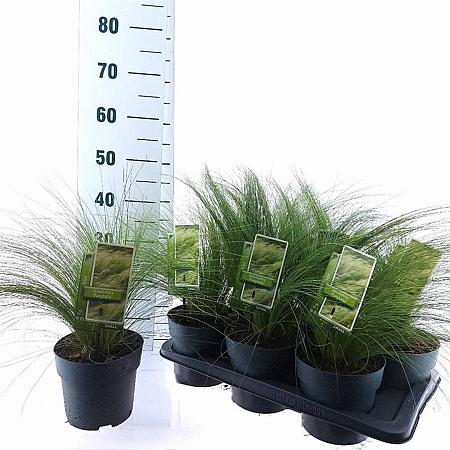 Stipa tenuissima 'Ponytails' Pot 2 Liter 20 - 30 cm