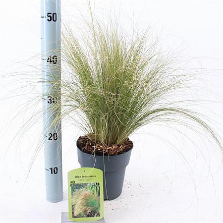Stipa tenuissima 'Ponytails' Pot 2 Liter 20 - 30 cm