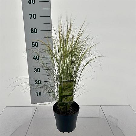Stipa tenuissima 'Ponytails' Pot 2 Liter 20 - 30 cm