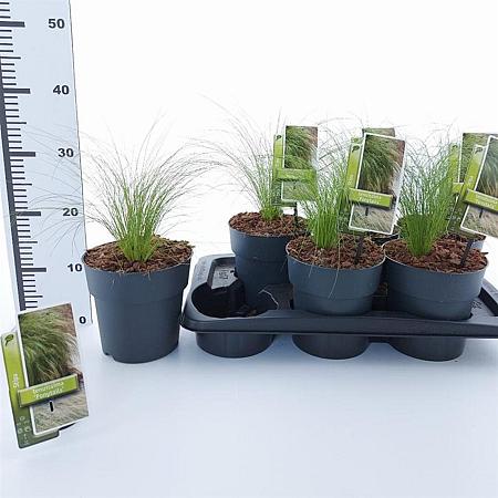 Stipa tenuissima 'Ponytails' Pot 2 Liter 20 - 30 cm