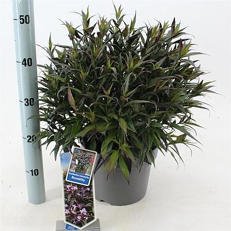 Strobilanthes anisop. Brunetthy Pot 5 Liter 30 - 40 cm