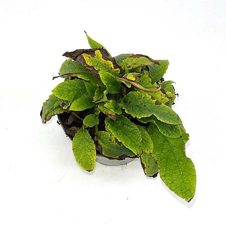 Symphytum grand. 'Wisley Blue' Pot 2 Liter