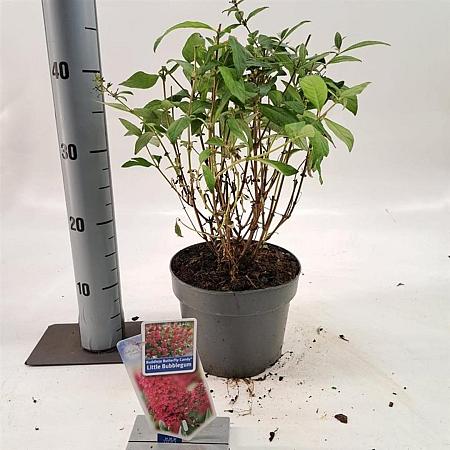 Buddleja d. B. C. Little Bubblegum Pot 3 Liter 30 - 40 cm