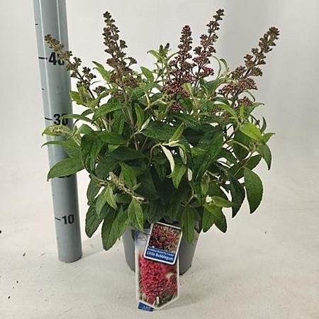 Buddleja d. B. C. Little Bubblegum Pot 3 Liter 30 - 40 cm