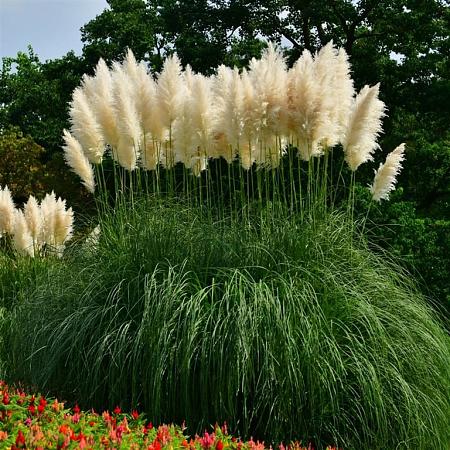 Cortaderia s. 'White Plume' Pot 12 liter 