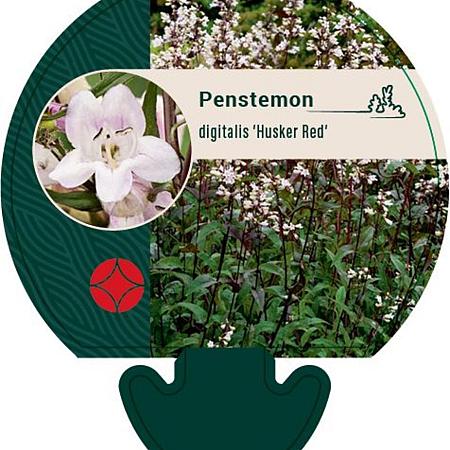 Penstemon digit. 'Husker Red' Pot 9 cm