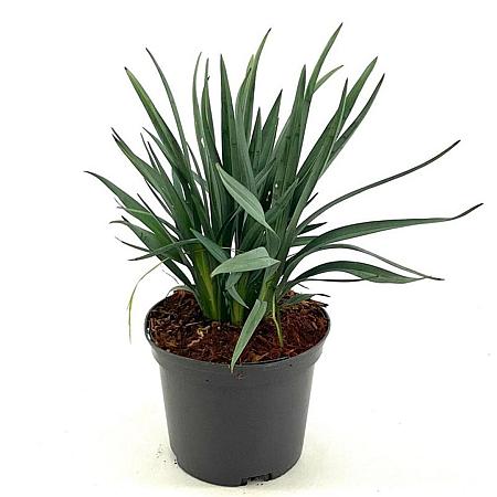 Dianella caerulea Casa Blue Pot 2 liter 25-30cm