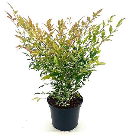 Nandina d. 'Twilight' Pot 2 liter 25-30cm