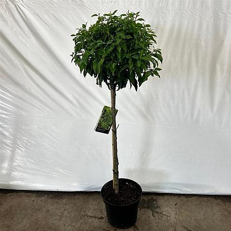 Prunus l. 'Angustifolia' Pot 12 liter stam 90 cm