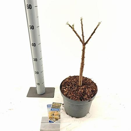 Edgeworthia chrys. 'Grandiflora' Pot 5 Liter 80 - 90 cm