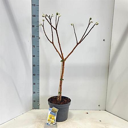 Edgeworthia chrys. 'Grandiflora' Pot 5 Liter 80 - 90 cm