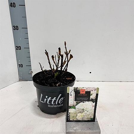 Hydrangea m. 'Little White' Pot 2 Liter 10 - 20 cm