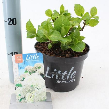 Hydrangea m. 'Little White' Pot 2 Liter 10 - 20 cm