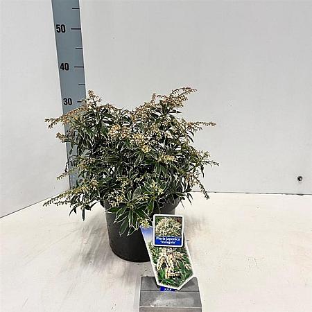 Pieris jap. 'Variegata' Pot 3 liter 20-25cm 