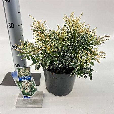 Pieris jap. 'Variegata' Pot 3 liter 20-25cm 