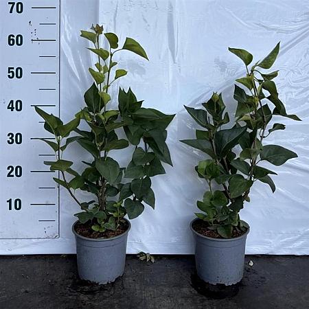 Syringa vulgaris Pot 2 Liter40 - 60 cm