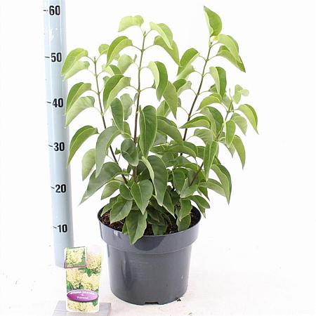 Syringa v. 'Primrose' Pot 5 Liter 40 - 50 cm