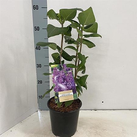 Syringa v. 'Ruhm von Horstenstein' Pot 2 Liter30 - 40 cm