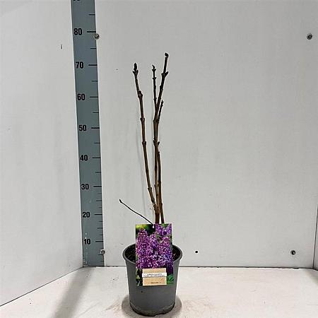 Syringa v. 'Ruhm von Horstenstein' Pot 2 Liter30 - 40 cm