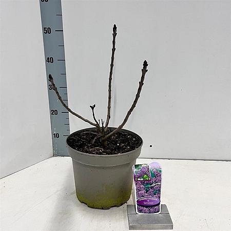 Syringa v. 'Sensation' Pot 5 Liter 40 - 50 cm