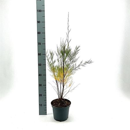 Tamarix 'Hulsdonk White' Pot 3 Liter 40 - 50 cm