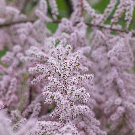 Tamarix ramosissima Pot 20 Liter 125 - 150 cm