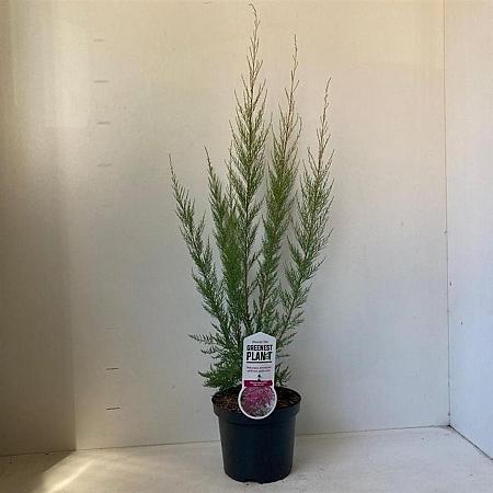 Tamarix ramosissima 'Pink Cascade' Pot 3 Liter 40 - 50 cm