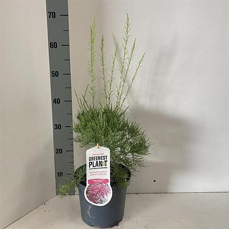 Tamarix ramosissima 'Pink Cascade' Pot 3 Liter 40 - 50 cm