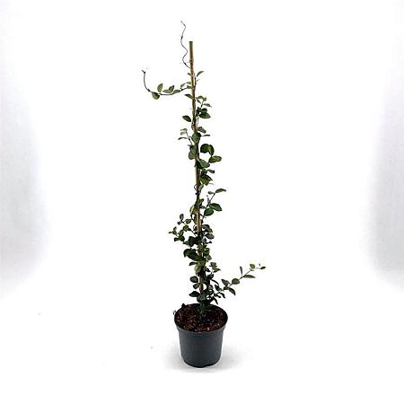 Trachelospermum j. Star of Toscane Pot 2 Liter50 - 60 cm