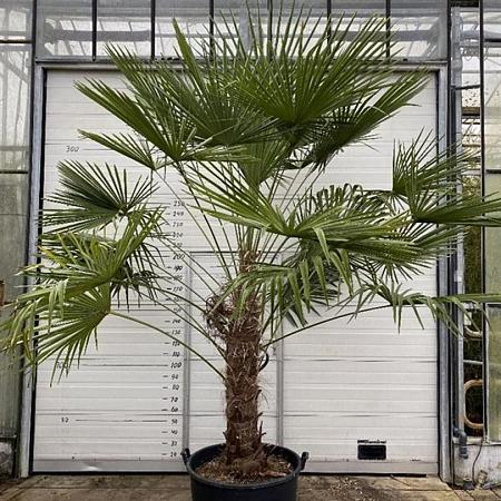 Trachycarpus fortunei Pot 160 liter 