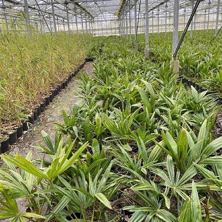 Trachycarpus fortunei Pot 2 Liter30 - 40 cm