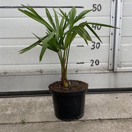 Trachycarpus fortunei Pot 2 Liter30 - 40 cm
