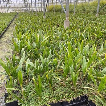 Trachycarpus fortunei Pot 9 cm 10 - 20 cm