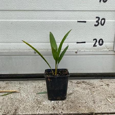 Trachycarpus fortunei Pot 9 cm 10 - 20 cm