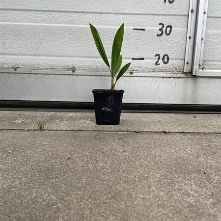 Trachycarpus fortunei Pot 9 cm 10 - 20 cm