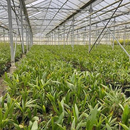 Trachycarpus fortunei Pot 10 liter 20 - 30 cm