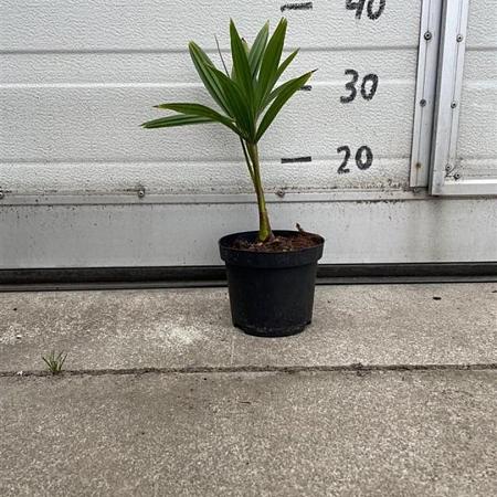 Trachycarpus fortunei Pot 10 liter 20 - 30 cm