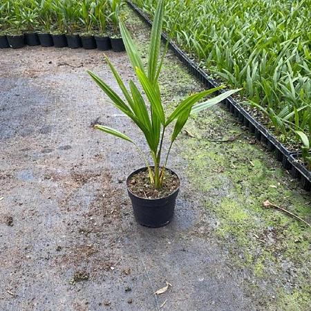 Trachycarpus fortunei Pot 10 liter 20 - 30 cm