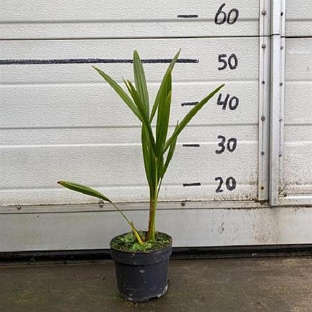 Trachycarpus fortunei Pot 10 liter 20 - 30 cm