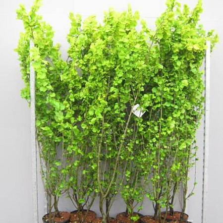 Ulmus holl. 'Wredei' Pot 7,5 Liter 125 - 150 cm