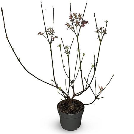 Viburnum bodn. 'Charles Lamont' Pot 4 Liter 60 - 80 cm